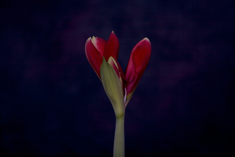 Amaryllis Opening