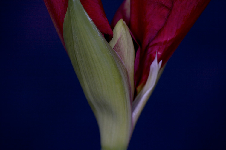 Amaryllis Opening (close up)