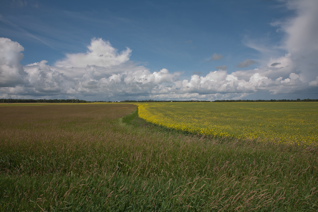 Canola and summer clouds