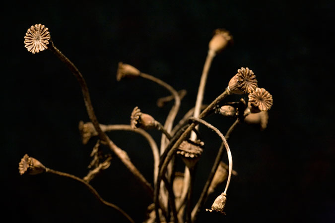 Dried Poppies #1