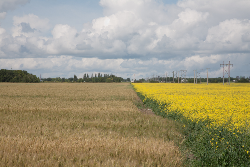 Prairie Fields