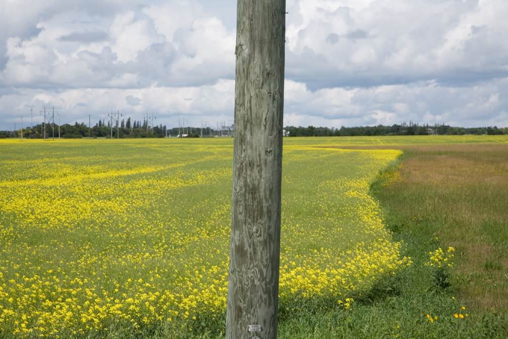 Telephone Pole and canola