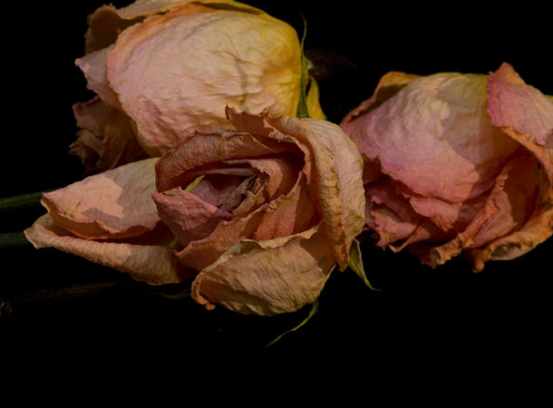 Three Dried Roses