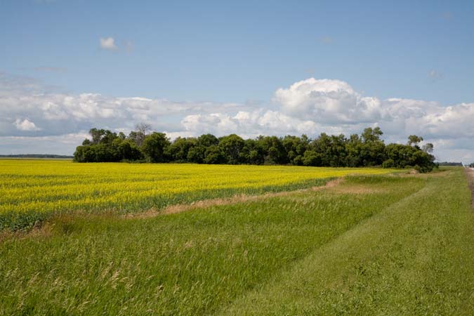 Tree Line and Canola #2