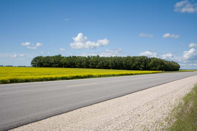 Tree Line and Canola July