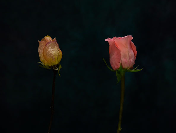 Two Roses